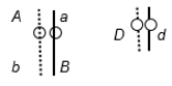 A diploid, eukaryotic cell in interphase has these two pairs of homologous chromosomes with the indicated arrangement of alleles:   Draw the chromosomes at the end of (a) prophase of mitosis and (b) prophase I (of meiosis I) with the most likely crossing-over events. Indicate placement of alleles on the chromosomes.