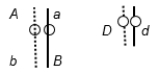 A diploid, eukaryotic cell in interphase has these two pairs of homologous chromosomes with the indicated arrangement of alleles:   Draw the chromosomes at the end of telophase of (a) mitosis and (b) meiosis II. Indicate placement of alleles on the chromosomes.