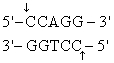 The recognition site for BamHI is<sub> </sub>   <sub> </sub> <sub> </sub> )  Which of the following restriction sites when digested would create a cohesive end that could be ligated to a BamHI digested DNA fragment? A)  EcoRII <sub> </sub>   <sub> </sub> <sub> </sub> B)  PvuII <sub> </sub>   <sub> </sub> <sub> </sub> C)  EcoRI <sub> </sub>   <sub> </sub> <sub> </sub> D)  BglII <sub> </sub>   <sub> </sub> <sub> </sub> E)  CofI <sub> </sub>   <sub> </sub> <sub> </sub>