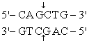 The recognition site for BamHI is<sub> </sub>   <sub> </sub> <sub> </sub> )  Which of the following restriction sites when digested would create a cohesive end that could be ligated to a BamHI digested DNA fragment? A)  EcoRII <sub> </sub>   <sub> </sub> <sub> </sub> B)  PvuII <sub> </sub>   <sub> </sub> <sub> </sub> C)  EcoRI <sub> </sub>   <sub> </sub> <sub> </sub> D)  BglII <sub> </sub>   <sub> </sub> <sub> </sub> E)  CofI <sub> </sub>   <sub> </sub> <sub> </sub>