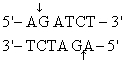 The recognition site for BamHI is<sub> </sub>   <sub> </sub> <sub> </sub> )  Which of the following restriction sites when digested would create a cohesive end that could be ligated to a BamHI digested DNA fragment? A)  EcoRII <sub> </sub>   <sub> </sub> <sub> </sub> B)  PvuII <sub> </sub>   <sub> </sub> <sub> </sub> C)  EcoRI <sub> </sub>   <sub> </sub> <sub> </sub> D)  BglII <sub> </sub>   <sub> </sub> <sub> </sub> E)  CofI <sub> </sub>   <sub> </sub> <sub> </sub>