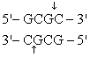 The recognition site for BamHI is<sub> </sub>   <sub> </sub> <sub> </sub> )  Which of the following restriction sites when digested would create a cohesive end that could be ligated to a BamHI digested DNA fragment? A)  EcoRII <sub> </sub>   <sub> </sub> <sub> </sub> B)  PvuII <sub> </sub>   <sub> </sub> <sub> </sub> C)  EcoRI <sub> </sub>   <sub> </sub> <sub> </sub> D)  BglII <sub> </sub>   <sub> </sub> <sub> </sub> E)  CofI <sub> </sub>   <sub> </sub> <sub> </sub>