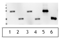  You are attempting to determine whether a plant-derived processed food sample (for example, a corn chip) contains material from a genetically modified organism (GMO). First, you crush the sample and attempt to extract DNA from it. Next, you perform PCR using two different sets of primers. One primer set will amplify a DNA sequence present in all plants. The second primer set will amplify a DNA sequence only found in GMO plants. a. Why must you use both sets of primers for this experiment? b. In addition to the test sample, you obtain a negative control sample (food material you are certain does not contain GMO material) and a positive control sample (food material you are certain does contain GMO material). You perform the DNA extraction on these three samples and then the PCR reactions with each of the two primer sets described above. Complete the following table with your expectations for this PCR reaction.  \begin{array} { | l | l | l | l | }  \hline \text { Lane } & { \text { PCR reaction } } & { \begin{array} { c }  \text { Expect band? } \\ \text { [non-GMO food] } \end{array} } & \begin{array} { c }  \text { Expect band? } \\ \text { [GMO food] } \end{array} \\ \hline 1 & \text { Negative control - plant primers } & & \\ \hline 2 & \text { Negative control - GMO primers } & & \\ \hline 3 & \text { Test sample - plant primers } & & \\ \hline 4 & \text { Test sample - GMO primers } & & \\ \hline 5 & \text { Positive control - plant primers } & & \\ \hline 6 & \text { Positive control - GMO primers } & & \\ \hline \end{array}  c. You obtain the results shown in the panel below. What conclusions can you draw from these reaction results? Does this test sample contain genetically modified components? Why or why not?   