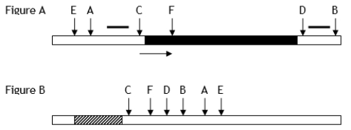 Use the following to answer questions  Figure A below shows a restriction map of a rare prokaryotic gene with its direction of transcription indicated by the arrow. Figure B shows the unique restriction sites contained within a plasmid-cloning vector. The blackened region in Figure A represents the amino acid coding sequence of a protein that can be used in humans as a vaccine. The striped region in Figure B is a highly active, constitutive (unregulated) prokaryotic promoter region. Letters indicate the cleavage sites for different restriction enzymes. Known DNA sequences are indicated by short thick lines.   -Explain how you would isolate and then insert the coding region (Figure A) under the control of the indicated promoter in the cloning vector (Figure B) to produce large amounts of the protein in bacterial cells. Assume that the cloning vector carries the gene for tetracycline (an antibiotic) resistance.