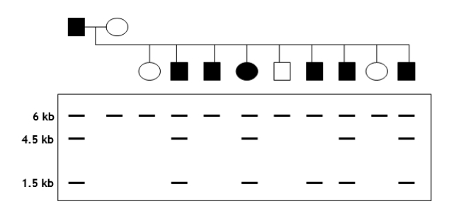 You are trying to determine whether a certain RFLP marker is linked to a specific disease gene in dogs. A cross between a diseased male and a healthy female produces nine offspring. You isolate genomic DNA from parents and offspring, digest with EcoRI, radiolabel a portion of RFLP marker to use as a probe, and perform a Southern analysis. The pedigree and autoradiogram results are shown in the following figure. Assume that the disease is autosomal dominant.   (a) Explain the relationship between the crossing results (i.e., diseased versus healthy) and the RFLP patterns.
