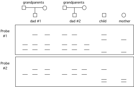 You have two probes that detect RFLPs that are closely linked. You have been asked to help settle a paternity case. The two possible fathers have the following RFLP pedigree. The child and mother are also probed with these two RFLP probes. (The data below the pedigree are two Southern blots.)   Which male is more likely to be the father? Explain your reasoning.