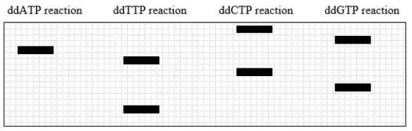Use the following to answer questions  A fragment of DNA is cloned into a plasmid with a sequencing primer-binding site. After dideoxy sequencing, the gel pattern shown in this diagram is obtained.   -On the strand that acted as the template in the sequencing reaction, what base of the cloned fragment was closest to the primer? A)  G B)  A C)  C D)  T