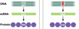 The mutation shown in the diagram below can BEST be described as a _____ mutation.   A)  missense B)  nonsense C)  silent D)  neutral E)  reverse