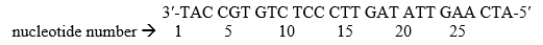 The following sequence represents the DNA template strand of a gene:   a. Give the sequence of the mRNA transcribed from this DNA strand and, using the genetic code provided in Figure 15.12, give the amino acid sequence of the protein it encodes.  b. Give the amino acid sequence of the protein encoded by this sequence after the following mutations have occurred: - a transition at nucleotide #10 - a transition at nucleotide #12 - atransition at nucleotide #7 - an insertion of a  G  immediately following nucleotide #10