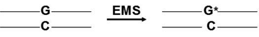 The mutagen EMS converts guanine (G) to O-6-ethylguanine (G*). O-6-ethylguanine (G*) forms base pairs with thymine (T) instead of cytosine (C). Suppose that exposure to EMS damages a DNA molecule as shown below:   a. Diagram the steps required for the incorporated G* to induce a stably inherited mutation. Your diagram should include all necessary rounds of replication. b. Characterize the mutation induced by EMS as a transition, transversion, or frameshift.