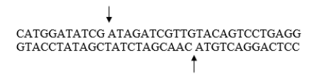 In the following section of DNA, the arrows indicate transposase cleavage sites. Use diagrams to precisely describe and indicate how target site duplications are generated when transposable elements insert into DNA.  