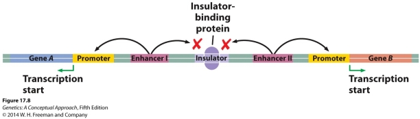 Given the following figure, what would be the effect of a mutation that occurred in the insulator that prevented the binding of the insulator-binding protein?   A)  Both Enhancer 1 and Enhancer II would be able to stimulate the transcription of Genes A and B. B)  Enhancer I would no longer be able to stimulate the transcription of Gene B. C)  Enhancer I will be able to hypermethylate Gene B. D)  As long as the insulator sequence is not deleted, there will be no change in the transcription regulation of Gene A or B. E)  Enhancer II will no longer be able to stimulate the transcription of Gene A.