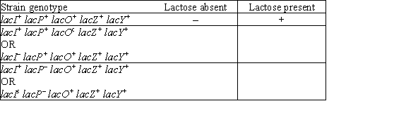 Fill in the blanks in the following table for the transcription status of the lac operon ((+) for transcription and (-) for no transcription) in the absence or presence of lactose. The first line is filled in for reference.  