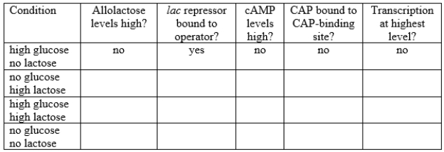 Fill in the blanks in this table with yes or no for each condition of lac operon regulation. The strain is wild type with no partial diploidy. The first line is filled in for reference.
