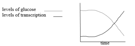 The dotted line in the following graph shows levels of glucose in a culture of wild-type E. coli grown in Moderate that initially contains both glucose and lactose. The solid line shows levels of transcription of the lac operon. Describe what is happening to the culture and the lac operon, referring to the lac repressor, allolactose, cAMP, and CAP (catabolite activator protein).  