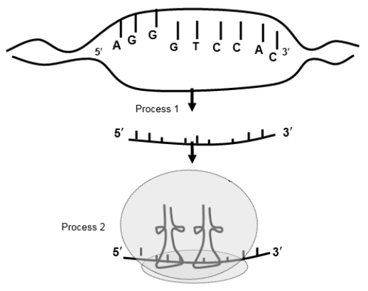 Use the following to answer questions   -If the bottom strand of the DNA from the diagram above serves as the template strand, the RNA sequence, left to right 5' to 3', is: A)  AUAGGCAGU. B)  UCCCAGGUG. C)  CACCUGGGA. D)  AGGGUCCAC. E)  GACAUUAGA.