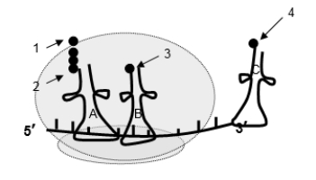 Use the following to answer questions :   -The next step in the translation of this mRNA will be the formation of a peptide bond between which two of the numbered amino acids? A)  amino acid 2 and amino acid 3 B)  amino acid 2 and amino acid 4 C)  amino acid 1 and amino acid 3 D)  amino acid 1 and amino acid 2 E)  amino acid 3 and amino acid 4