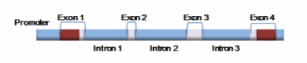 Given the figure below, within which of the following would the 5ʹ untranslated region be located?   A)  promoter B)  exon 1 C)  exon 4 D)  intron 1 E)  A 5ʹ untranslated region would not be present in this figure.