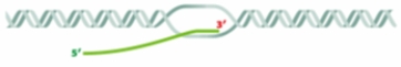 Which process is illustrated in the diagram below?   A)  transcription B)  translation C)  RNA processing D)  peplication E)  nucleosome assembly