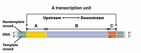 The following diagram represents a transcription unit.   What would likely happen to transcription of this transcription unit if a certain consensus sequence within region A is removed via deletion? A)  The mutation in region A would result in truncated RNA transcript that is shorter than expected RNA. B)  The mutation in region A does not affect the transcription as the transcript is copied only from regions B and C. C)  The transcript may get copied in reverse direction as the orientation of region A is important for the direction of the transcription. D)  The transcript may not be produced as the consensus sequence within region A may be important for the initiation of the transcription. E)  The transcription occurs normally as there are other consensus sequences that would compensate for the loss of one.