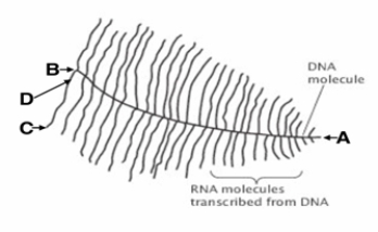 The following diagram represents the transcription unit and corresponding RNA transcripts as  Christmas-tree-like  structures captured in the electron micrograph.   - Which of the following statements CORRECTLY describes the reason as to why the transcription unit looks like a  Christmas tree  with different length of tree branches along the DNA  tree trunk ? A)  Depending on where the transcription begins on the DNA template, different lengths of transcripts get generated. B)  Each position on the DNA dictates the specific length of the RNA transcript generated from that particular position. C)  The transcript randomly grows from the DNA without any particular reason. D)  A single DNA can be transcribed many times continuously, and the RNA transcript gets longer as the transcription apparatus moves down the DNA. E)  There is no known reason for the transcription unit to assume the  Christmas-tree-like  shape.
