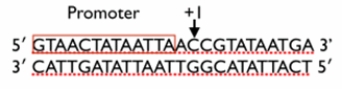 What is the RNA sequence transcribed from the DNA shown below?   A)  5ʹ-CCGTATAATGA-3ʹ B)  3ʹ-GGCATATTACT-5ʹ C)  5ʹ-GGCAUAUUACA-3ʹ D)  5ʹ-CCGUAUAAUGA-3ʹ E)  3ʹ-GGCAUAUUACU-5ʹ