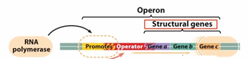 In prokaryotes, a group of genes that are usually transcribed following a specific stimulus is organized as an  operon  under a single shared promoter (Chapter 16; see the figure below) . The result of the transcription of the genes in the presence of a stimulus would generate a:   A)  crRNA. B)  miRNA. C)  polycistronic mRNA. D)  rRNA. E)  siRNA.