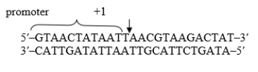 What is the RNA sequence transcribed from the DNA shown below?  