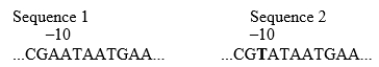 Two sequences of a prokaryotic promoter are shown below. Sequence 1 is the wild-type sequence, and sequence 2 is a mutant sequence (mutation shown in bold) that results in increased transcription of the gene. Explain why sequence 2 shows this phenotype.
