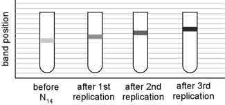You learn that a Mars lander has retrieved a bacterial sample from the polar ice caps. You obtain a sample of these bacteria and perform the same kind of experiment that Meselson and Stahl did to determine how the Mars bacteria replicate their DNA. Based on the following equilibrium density gradient centrifugation results, what type of replication would you propose for these new bacteria?   A)  conservative B)  semiconservative C)  dispersive D)  semiconservative or dispersive E)  conservative or dispersive