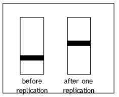 Suppose Meselson and Stahl had obtained the following results in their experiment. These results would be consistent with which model of replication?   A)  conservative replication only B)  semiconservative and conservative replication C)  semiconservative replication only D)  dispersive replication only E)  semiconservative and dispersive replication