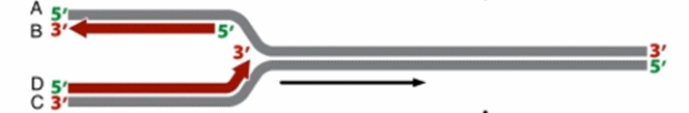 The diagram shown below is one half of a replication bubble. As the DNA template strands unwind towards the right, new strands of DNA get synthesized. Which of the following represents a lagging strand?   A)  A B)  B C)  C D)  D E)  There is no lagging strand in this diagram.