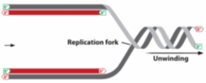 In the diagram below, the arrow indicates the direction of movement of a replication fork.   a. Which strand, top or bottom, is the leading strand? Explain. b. On which strand, top or bottom, would you expect to find Okazaki fragments? Explain.