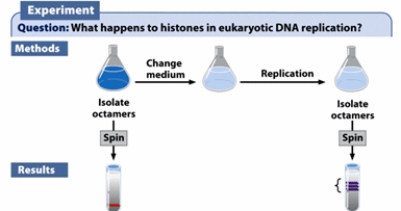 The radioactive labeling experiment similar to Meselson and Stahl's experiment was performed to determine what happens to histone proteins in eukaryotic DNA replication. Preexisting and newly synthesized histone proteins were labeled with radioactive isotopes of different atomic mass. Select the statement(s)  that are consistent with the diagram shown. (Select all that apply.)    A)  The newly synthesized histone and preexisting histones exist separately and associate with a different pool of DNA. B)  The newly synthesized histone and preexisting histones mix and form smeared bands, representing heterogeneous mixture. C)  The newly synthesized histone only associates with newly synthesized DNA while the preexisting histone associates with the old DNA. D)  The newly synthesized histone and preexisting histones tend to mix together and reassociate with DNA after each round of the replication. E)  The preexisting histones tend to associate with newly synthesized DNA while the newly synthesized histone associates exclusively with the old DNA.