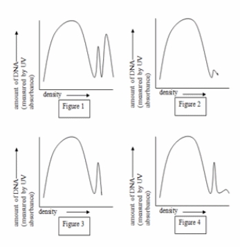 DNA can be isolated from cells, and the different types of DNA from the cell can be separated by density gradient centrifugation. The following figures show the density gradient centrifugation profiles for DNA isolated from four different cell types: plant, animal, wild-type yeast with a plasmid, and petite yeast.    -The peak farthest to the right in Figure 1 is: A)  plasmids. B)  mitochondrial DNA. C)  genomic DNA. D)  chloroplast DNA.