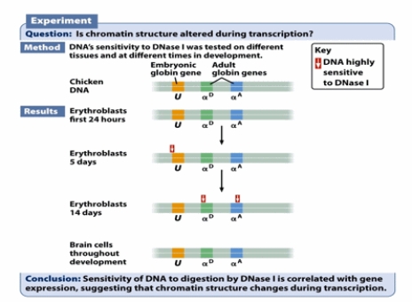 The classic experiment that examined DNAse I sensitivity of chicken embryonic DNA from different tissues and at different developmental stages shows that: (Select all that apply.)    A)  the chromatin structure changes in the course of development. B)  the gene expression pattern changes during development. C)  DNAse I sensitivity comes from sporadic mutations occurred during development. D)  DNAse I sensitivity only occurs in chicken but in no other organisms.