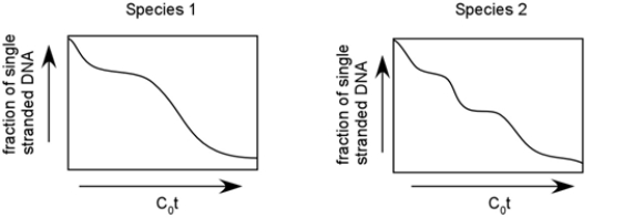 While doing fieldwork, you discover two new closely related species of oysters. You measure the DNA content per cell of each species and find that the second species has significantly more DNA than the first species. DNA hybridization analysis of both species yields the following results. Based on the graphs shown, suggest an explanation for the difference in C-value between the species.  