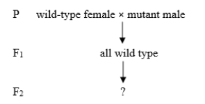 A new Drosophila phenotype is investigated with a series of crosses. P (parental)  organisms are true-breeding. The following is the first cross:   Which of the following CORRECTLY predict(s)  the F<sub>2</sub> results, if the allele that causes the mutant phenotype is X-linked recessive? (Select all that apply.)  A)  1/4 of the F<sub>2</sub> will be wild type and 3/4 will be mutant. B)  2/3 of the wild type will be female and 1/3 will be male. C)  1/2 of the F<sub>2</sub> will be mutant and all will be male. D)  1/4 of the F<sub>2</sub> will be mutant and all will be male. E)  3/4 of the F<sub>2</sub> will be wild type.