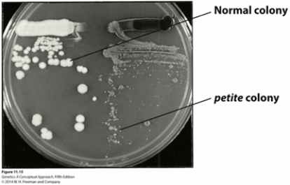 The petite mutations in S. cerevisiae, was discovered by Boris Ephrussi and his colleagues in the late 1940s, result in much smaller colony size, reflecting the defect in the cellular growth rate (Figure 11.15) . Most petite mutations are known to occur on mitochondrial DNA. Which of the following statements offer a logical explanation of the petite phenotype? Select all that apply. (Photo credit: [From Xin Jie Chen and G. Desmond Clark-Walker, Genetics 144: 1445-1454, Fig 1, 1996. © Genetics Society of America. Courtesy of Xin Jie Chen, Department of Biochemistry and Molecular Biology, SUNY Upstate Medical University.])    A)  The defect in the cellular growth comes from an inability to generate enough ATP. B)  The growth defect is known to come from having excessive copies of mitochondria, resulting in toxicity from excess ATP. C)  The mutations on the mtDNA can result in deficiency of the enzymes involved in aerobic respiration. D)  They have no means to make any ATP because of mtDNA defects that affect the normal mitochondrial functions. E)  The petite mutants only have to rely on anaerobic processes such as fermentation and glycolysis.