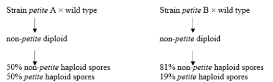 Two haploid strains of petite yeast mutants are obtained independently. Each is crossed to a wild-type strain, and the resulting diploid is sporulated (goes through meiosis to produce haploid spores). Use the following results to explain the difference between the two strains and why the crosses give different results.  