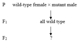A new Drosophila phenotype is investigated with a series of crosses. P (parental) organisms are true-breeding. The following is the first cross:   Predict the F<sub>2</sub> results if the allele that causes the mutant phenotype is X-linked recessive. Then predict the results if the allele causing the mutant phenotype is mitochondrial.