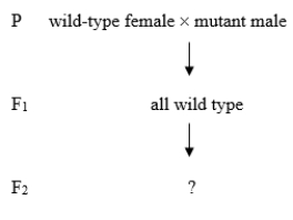 A new Drosophila phenotype is investigated with a series of crosses. P (parental) organisms are true-breeding. The following is the first cross:   A reciprocal cross to the one just shown is performed. Predict the results in the F<sub>1</sub> and F<sub>2</sub> generations if the mutant phenotype is X-linked recessive. Then predict the results if the allele causing the phenotype is mitochondrial.