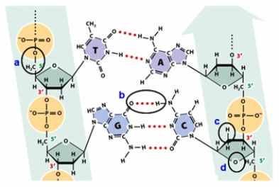 Which circle shows a noncovalent bond?   A)  circle a B)  circle b C)  circle c D)  circle d
