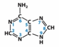 Which term CORRECTLY describes the molecule below?   A)  thymine base B)  purine base C)  pyrimidine base D)  nucleotide E)  amino acid