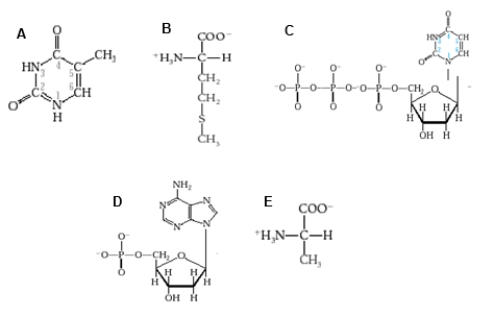 Which diagram shows a nucleotide with a purine base?   A)  diagram A B)  diagram B C)  diagram C D)  diagram D E)  diagram E