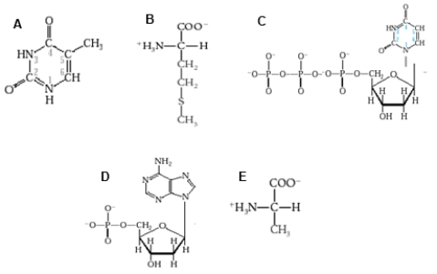 Which diagram shows a nucleotide as it would appear in DNA?   A)  diagram A B)  diagram B C)  diagram C D)  diagram D E)  diagram E