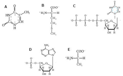 Which diagram shows a nucleotide that would be used to make RNA?   A)  diagram A B)  diagram B C)  none of these diagrams D)  diagram D E)  diagram E