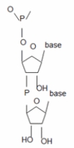 List at least four errors in this drawing of two deoxyribonucleotides in a phosphodiester bond.  