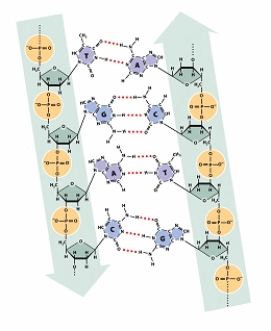 In the diagram of a DNA molecule below, label the 5' and 3' ends of each strand; label a hydrogen bond; label a phosphodiester bond; label a purine; label a pyrimidine; label a deoxyribose sugar.  