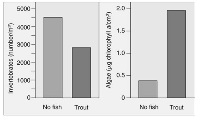The following figure shows studies in a stream where enclosures were set up either with trout or with no trout.Which statement is a correct interpretation of the graph about trout, invertebrates, and algae?   A) If trout are present in a system, algae production is low and invertebrate population levels are also low. B) If trout are present in a system, algae production is high and invertebrate population levels are also high. C) If trout are present in a system, algae production is high and invertebrate population levels are low. D) Trout do not seem to affect the algae production; only the invertebrate populations are affected.